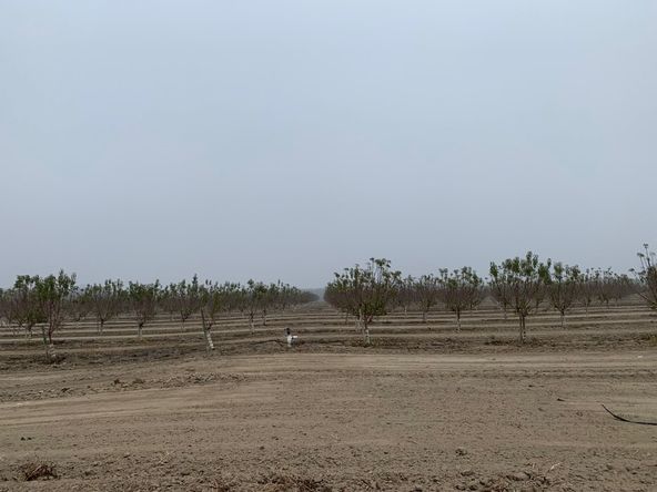 ASKY Almonds: 14899 Avenue 295, Visalia, CA 93292